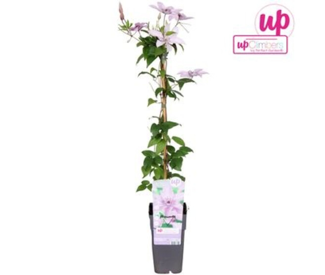 CLEMATITE PALISSE HAGLEY