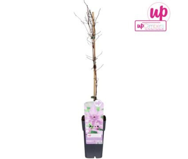 CLEMATITE PALISSE HAGLEY