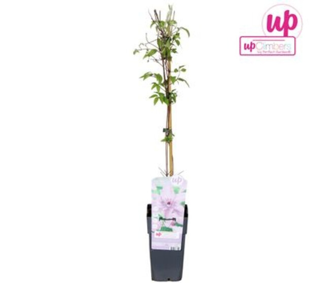 CLEMATITE PALISSE HAGLEY