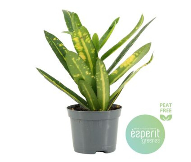CROTON SUNNY STAR