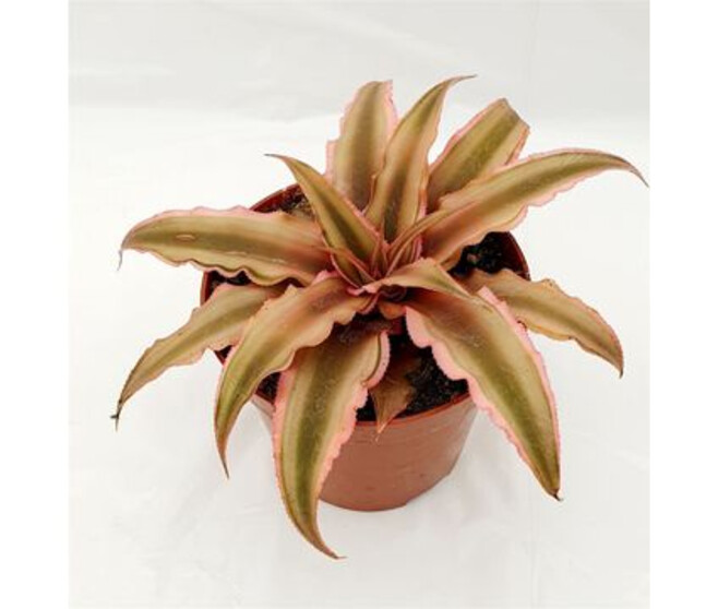 CRYPTANTHUS PINK STARLIGHT
