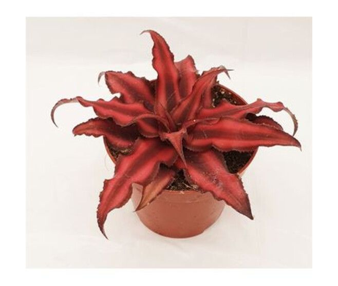 CRYPTANTHUS RED STAR