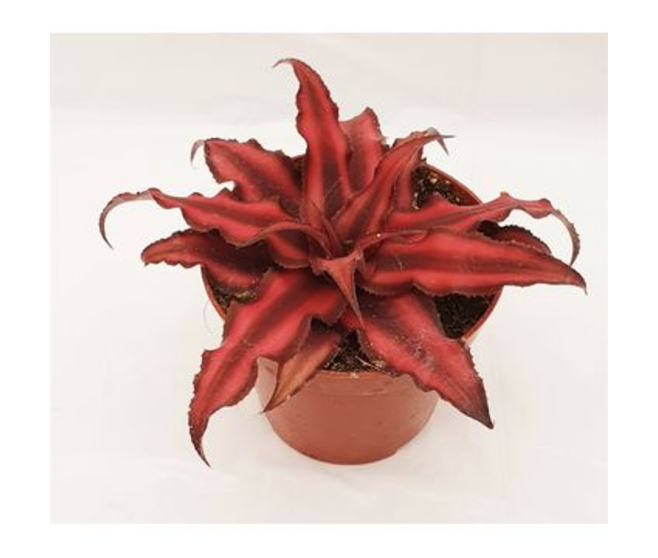 CRYPTANTHUS RED STAR