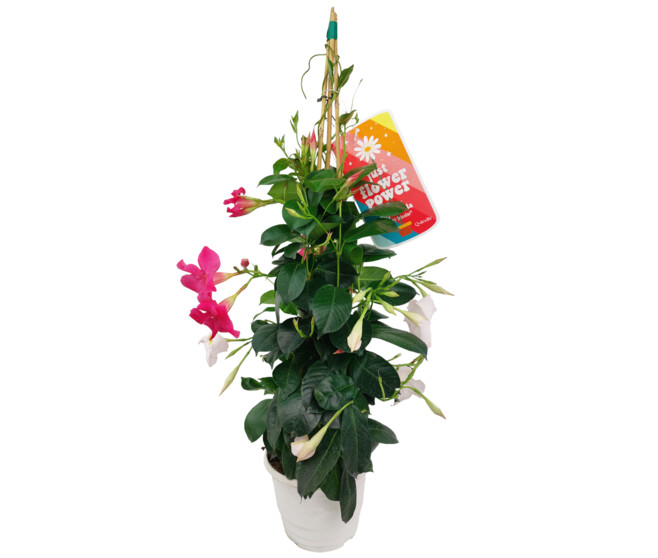 DIPLADENIA COLLECTION 3COULEURS PYRAM