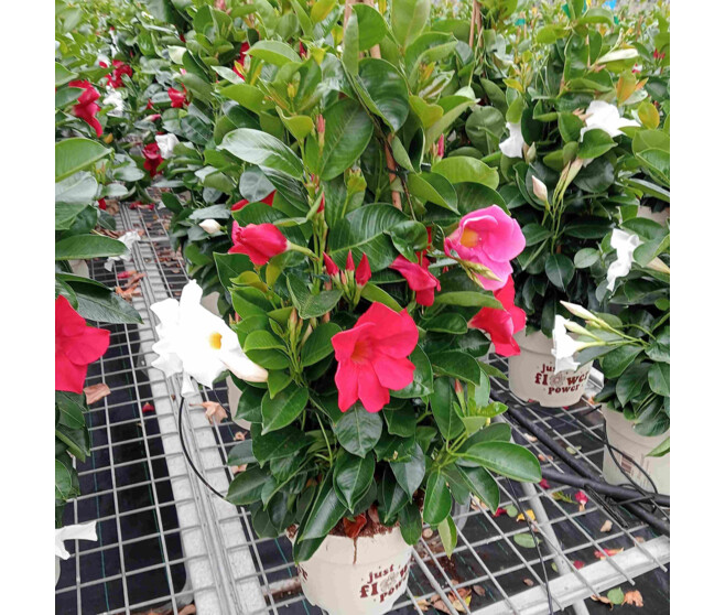DIPLADENIA COLLECTION 3COULEURS PYRAM