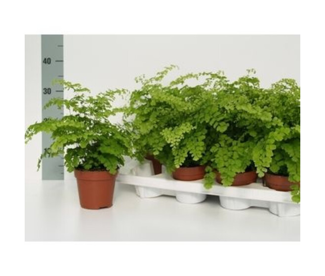 ADIANTUM FRAGRANS