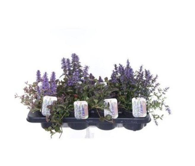 AJUGA REPTANS