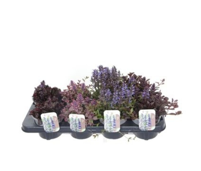 AJUGA REPTANS