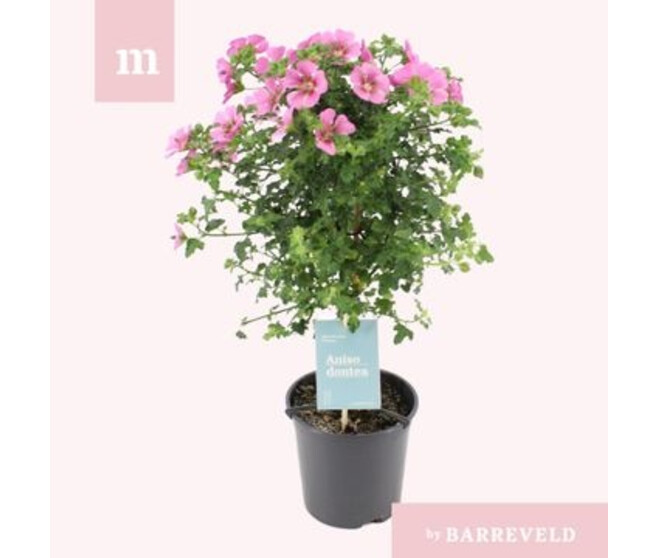 ANISODONTEA PRINCESS TIGE