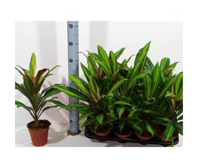 CORDYLINE KIWI