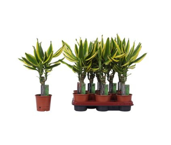 DRACAENA GOLDEN KING TIGE 20CM
