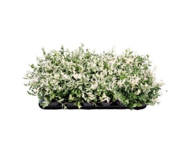 EUONYMUS HARLEQUIN