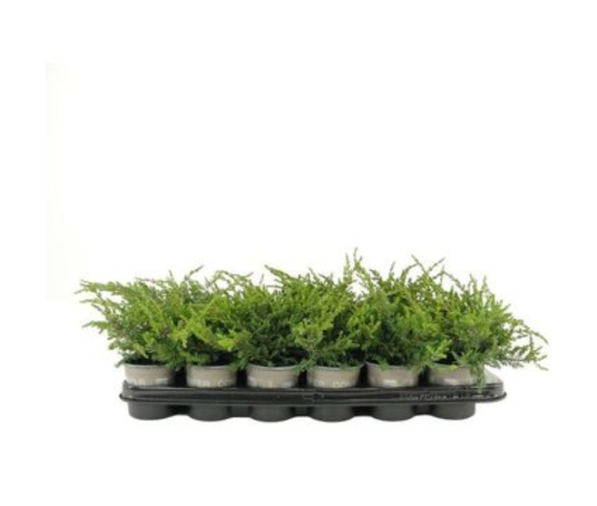 JUNIPERUS REPANDA