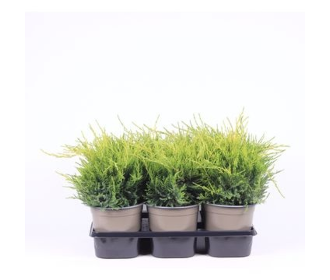 JUNIPERUS GOLD COAST
