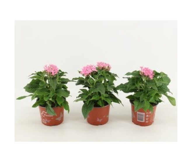 PENTAS GRAFFITI ROSE