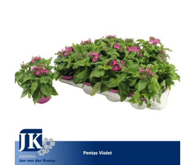 PENTAS GRAFFITI VIOLET