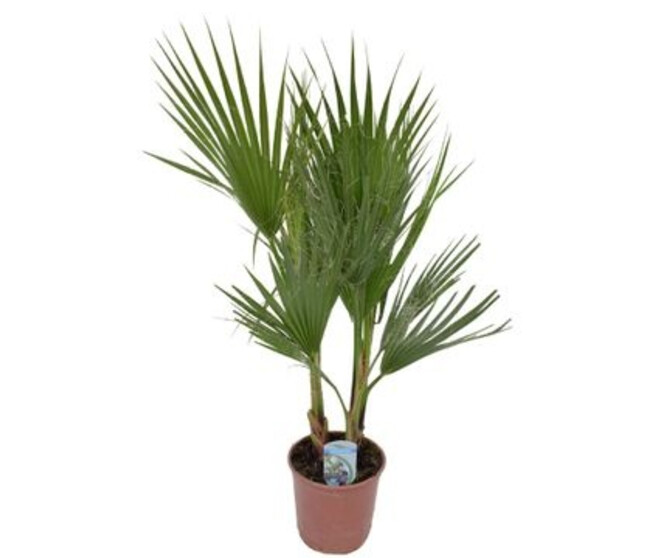 WASHINGTONIA FILIFERA