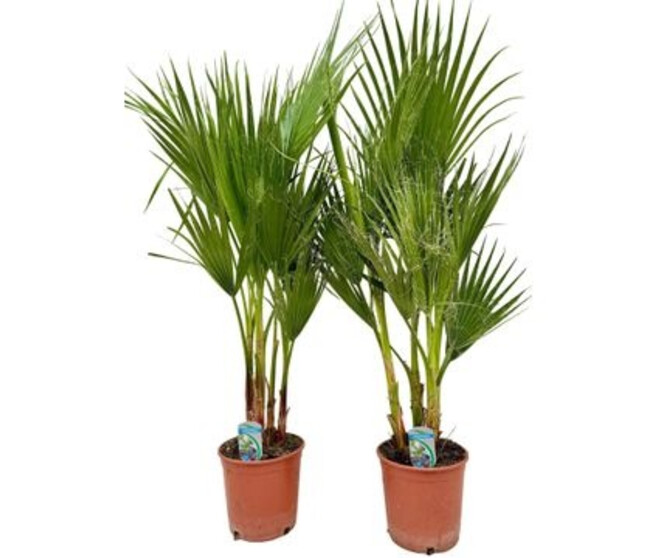 WASHINGTONIA FILIFERA