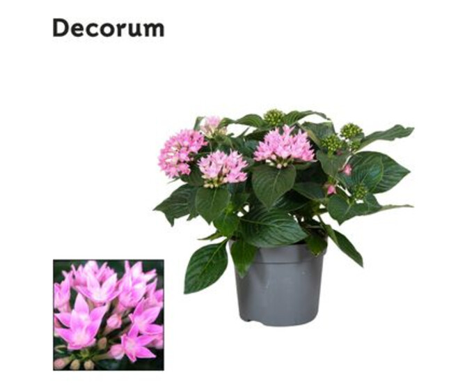 PENTAS ROSE