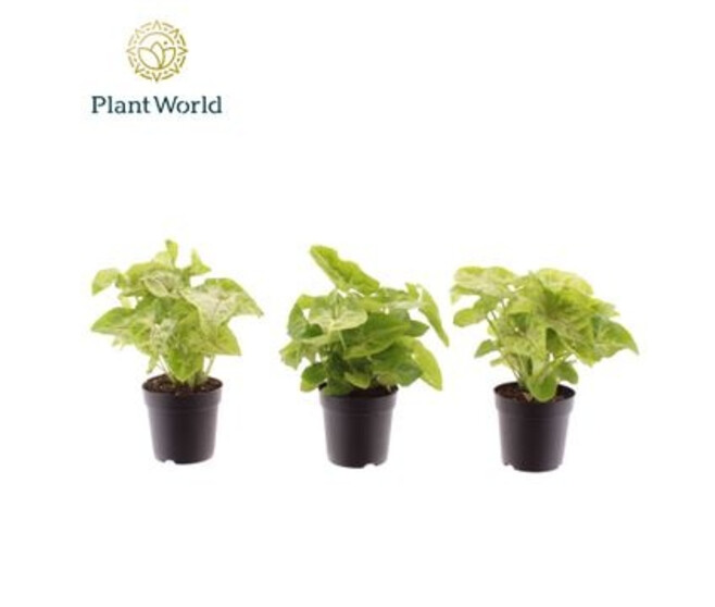 SYNGONIUM GOLDEN