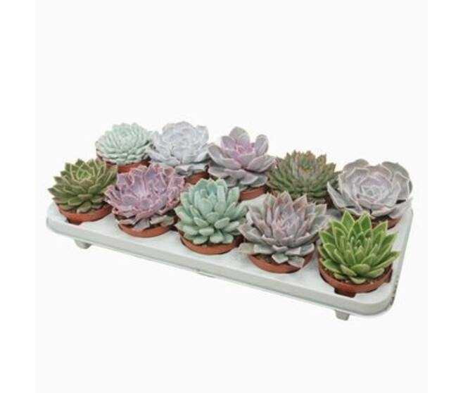 ECHEVERIA VARIES