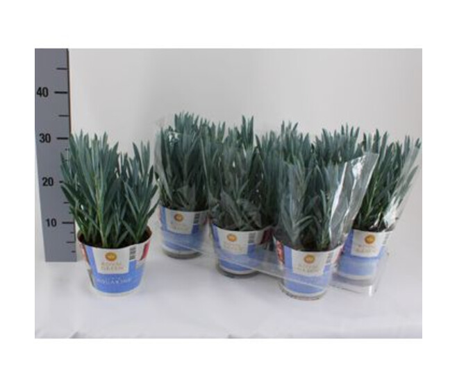 SENECIO MOUNT EVEREST