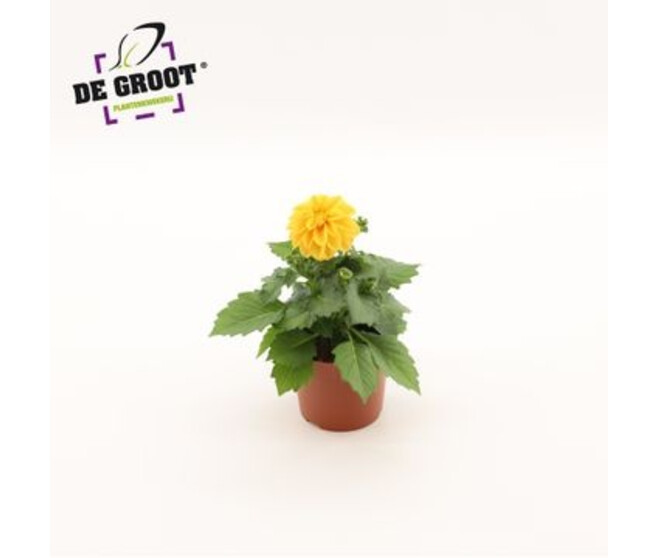 DAHLIA ORANGE