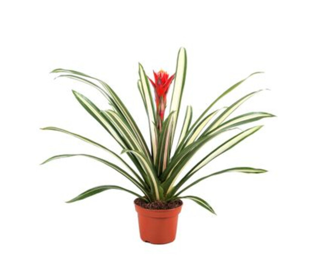 GUZMANIA TORCH ROUGE