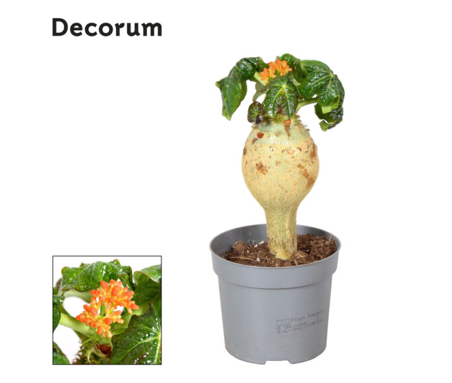 JATROPHA PODAGRICA ORANGE