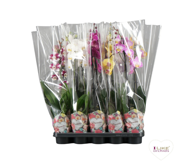 PHALAENOPSIS 2BR VARIE