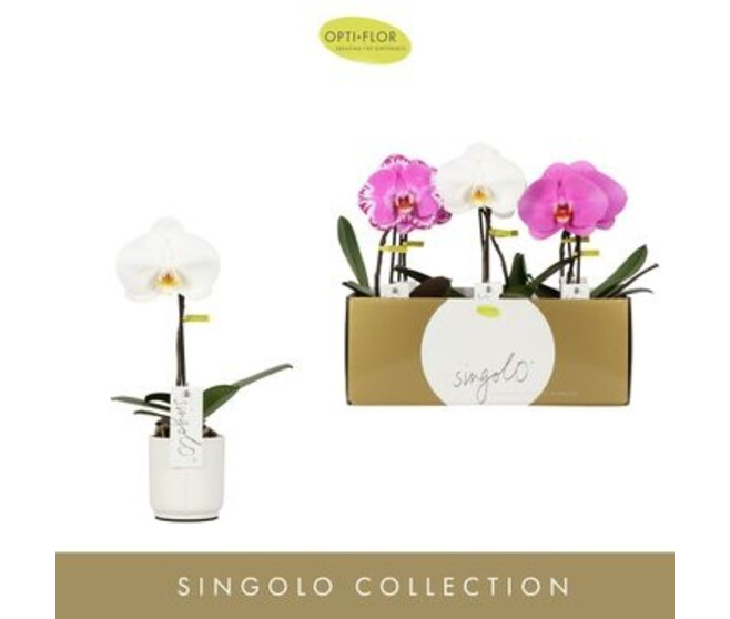 PHALAENOPSIS SINGOLO CERAM
