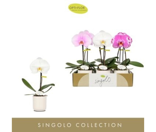 PHALAENOPSIS SINGOLO CERAM