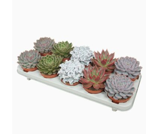 ECHEVERIA
