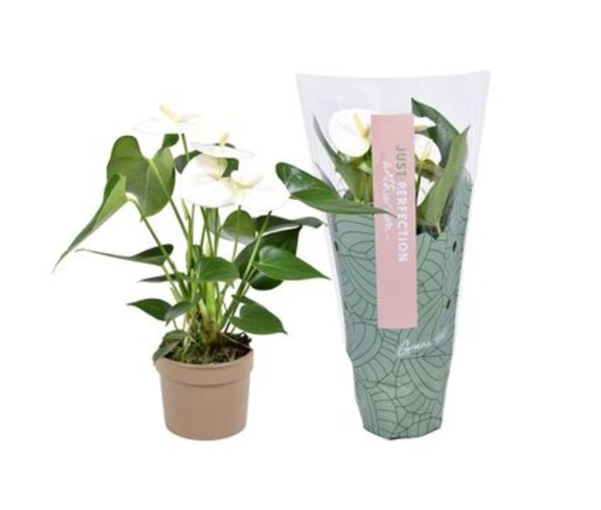 ANTHURIUM ANDREANUM NAMORA