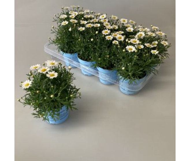 ANTHEMIS BLANCHE