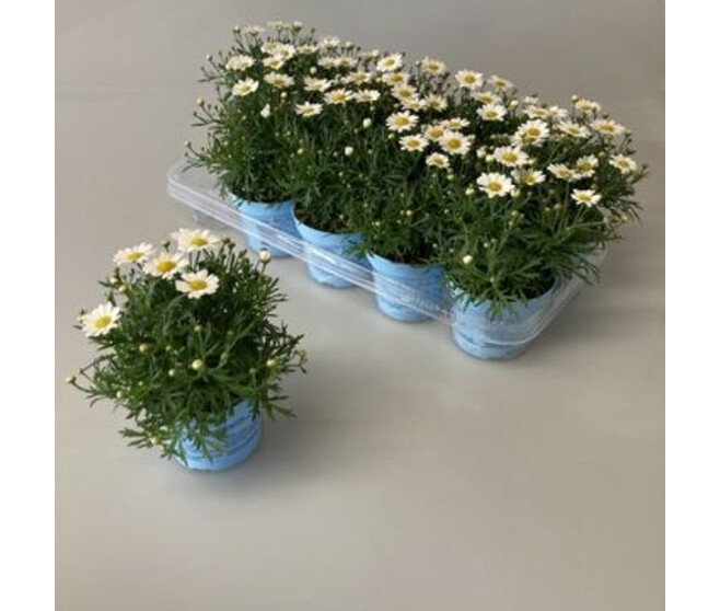 ANTHEMIS BLANCHE