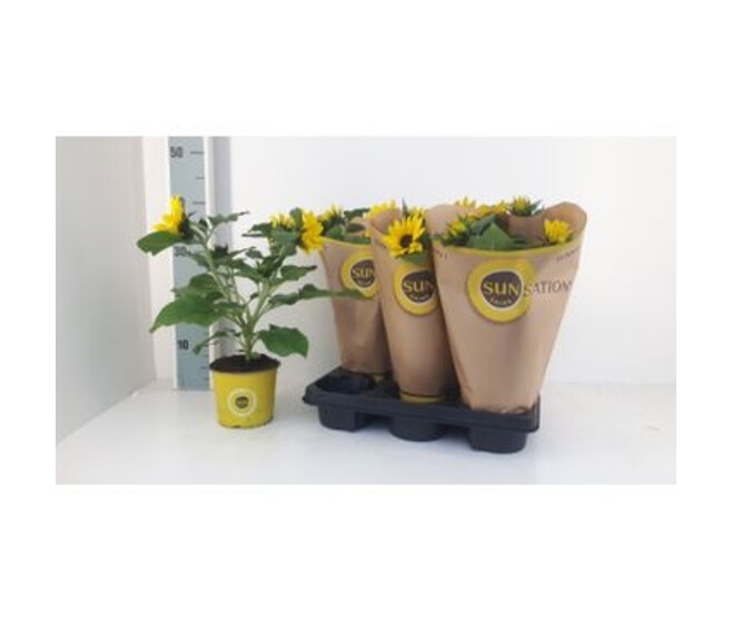 HELIANTHUS SUNSATION