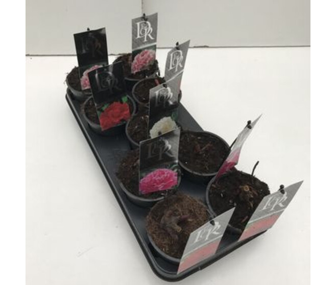 PAEONIA PIVOINE VARIEES