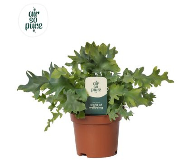 PHLEBODIUM DAVANA