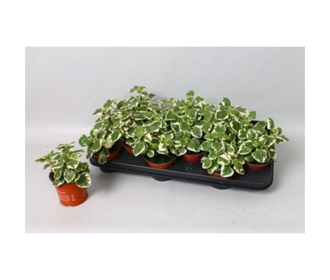 PLECTRANTHUS