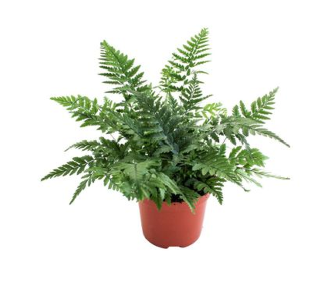 POLYSTICHUM