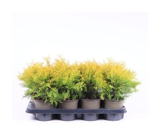 THUJA GOLDEN GLOBE