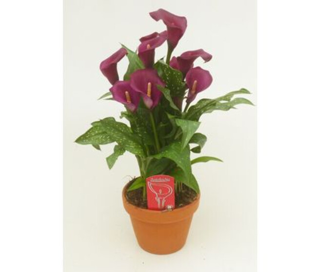 ARUM ROYAL VALENTINE P TERRE