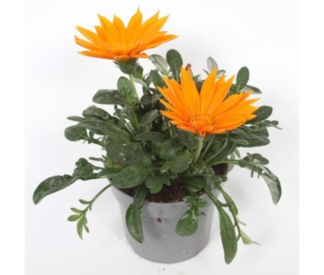 GAZANIA GIANT ORANGE