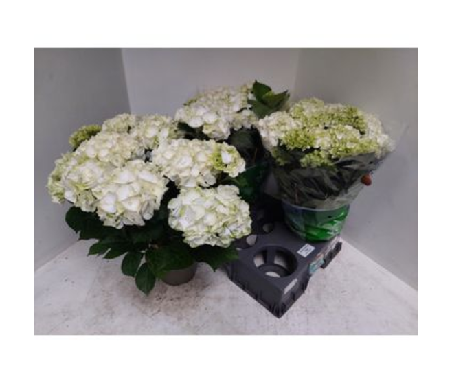 HORTENSIA 9FL+ BLANC