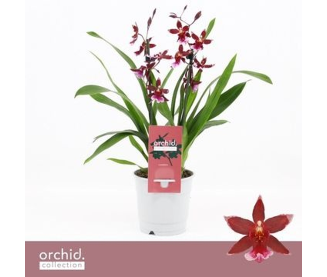 ORCHIDEE BURRAGEARA 2BR