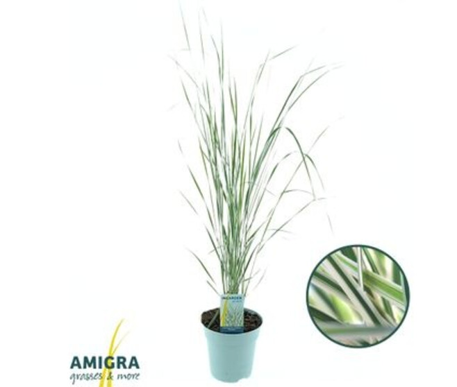 CALAMAGROSTIS OVERDAM