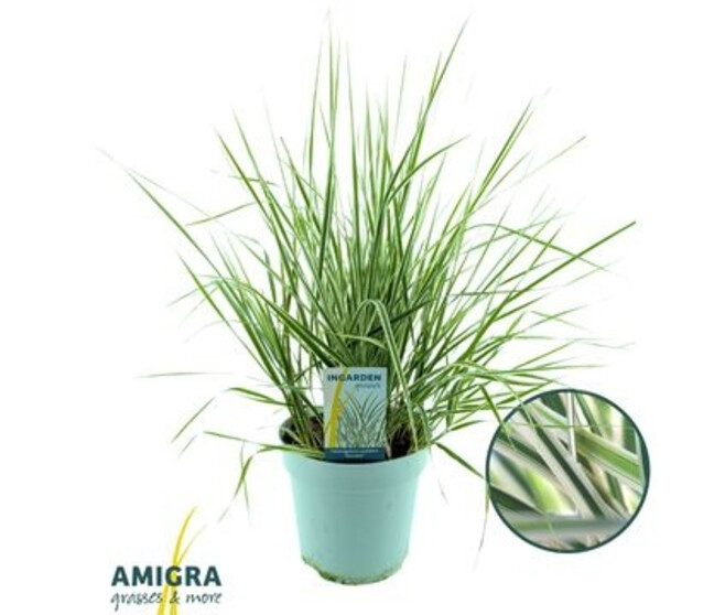 CALAMAGROSTIS OVERDAM