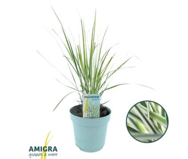 CALAMAGROSTIS OVERDAM