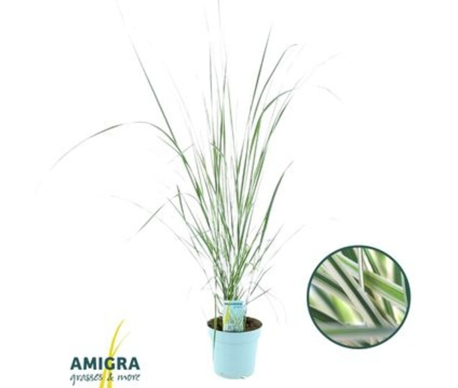 CALAMAGROSTIS OVERDAM